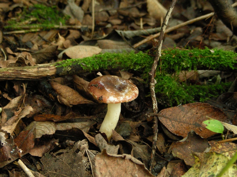 Canneto, micoflora e habitat